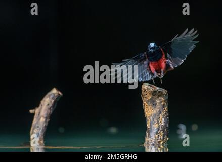 Redstart à capuchon blanc (Phoenicurus leucocephalus) dans la province de Guangxi, dans la région frontalière sino-vietnamienne de Chine. Banque D'Images