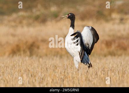 Overwinterende Zwarthalskraanvogel en Inde ; grue à cou noir d'hivernage en Inde Banque D'Images