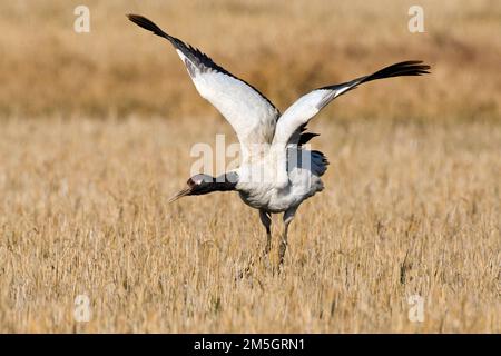 Overwinterende Zwarthalskraanvogel en Inde ; grue à cou noir d'hivernage en Inde Banque D'Images