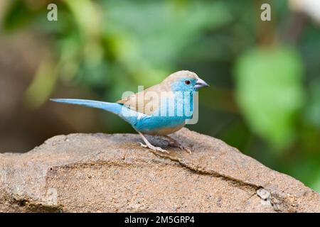 Cirbill bleu (Uraeginthus angolensis), également connu sous le nom de Southerm Cordone-bleu, dans le parc national Kruger Afrique du Sud. Perchée sur un rocher dans un jardin. Banque D'Images