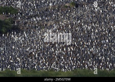 Colonie de manchots royaux (Aptenodytes patagonicus) dans l'île de Géorgie du Sud, dans l'océan Atlantique sud. Banque D'Images