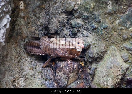 Oilbird (Steatornis caripensis) assis près de son nid dans une grotte en Équateur. Banque D'Images