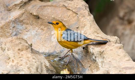 Robin-chat à capuchon rouge (Cossypha natalensis) debout sur la roche dans un camp de safari dans le parc national Kruger en Afrique du Sud. Banque D'Images