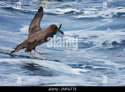 Albatros de Sooty adulte (Phoebetria fusca) en mer sur l'océan Atlantique sud. Atterrissage sur la surface de l'eau. Banque D'Images