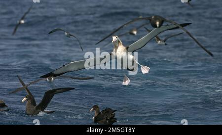 Immatyre Tristan Albatros (Diomedea dabbenena) en mer dans le sud de l'océan Atlantique près de l'île éloignée de Gough. Atterrissage en groupe d'autres seabir Banque D'Images