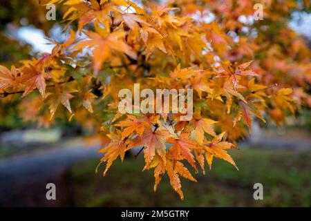 Feuilles d'érable doré japonais en automne Banque D'Images