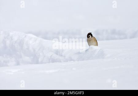 Des arbres Pinson assis dans la neige ; Ringmus zittend en de en Banque D'Images