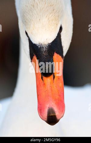 Knobbelzwaan close-up ; Cygne muet close up Banque D'Images