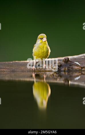 Bij Groenling drinkplaats ; European Greenfinch au site potable Banque D'Images