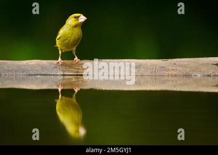 Bij Groenling drinkplaats ; European Greenfinch au site potable Banque D'Images