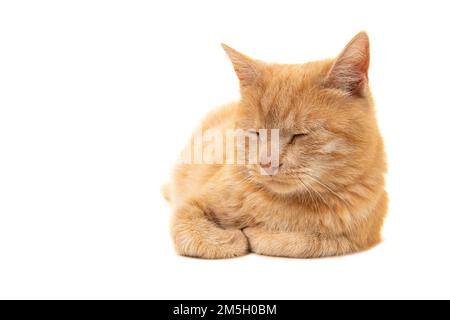 Chat endormi au gingembre adulte vu de l'avant couché sur un fond blanc Banque D'Images