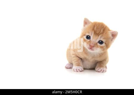 Adorable chaton au gingembre âgé de trois semaines regardant l'appareil photo isolé sur un fond blanc Banque D'Images