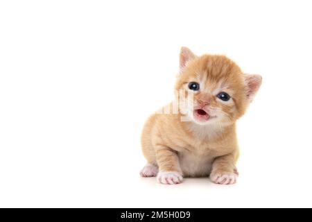 Adorable chaton au gingembre de trois semaines regardant la caméra avec sa bouche ouverte, parlant isolé sur un fond blanc Banque D'Images