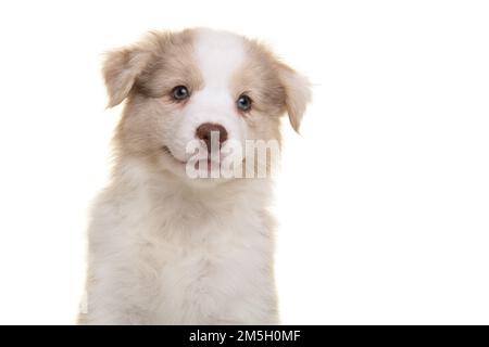 Portrait d'un chiot berger australien mignon en regardant l'appareil photo isolé sur un fond blanc Banque D'Images