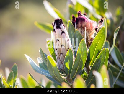 Protea ou plante à fleurs de sugarbush avec un gros plan des boutons de fleurs qui fleurit dans la lumière du soleil Banque D'Images