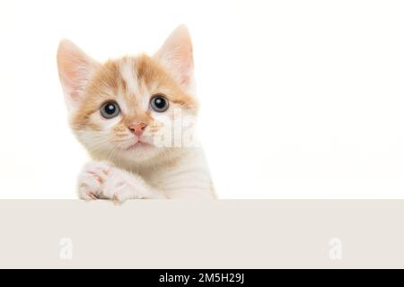 Adorable chat de bébé avec ses pattes pliées comme sa prière ou mendiant isolé sur un fond blanc avec espace pour la copie Banque D'Images