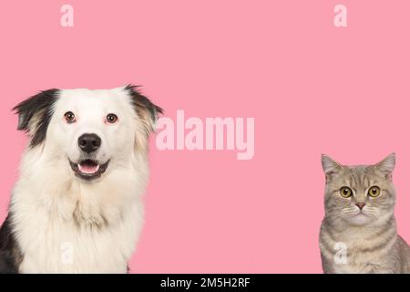 Portrait d'un joli tabby britannique shorthair et d'un berger australien noir et blanc sur fond rose Banque D'Images