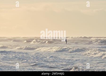 Mouette survolant de grandes vagues au coucher du soleil . Photo de haute qualité Banque D'Images