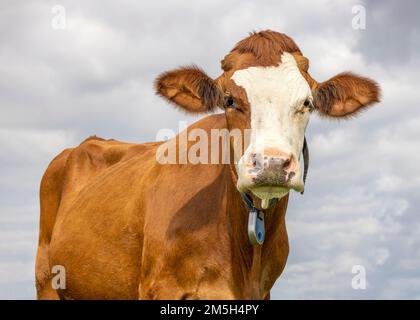 Portrait de vache, un joli et calme rouge et blanc, nez rose et expression amicale, adorable Banque D'Images