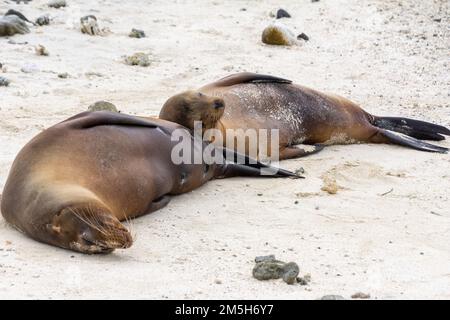 Un lion de mer cub repose sur sa mère à la plage de Isla Genovesa dans les Galapagos, en Equateur. Banque D'Images