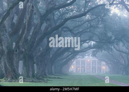 Great River Road - Foggy Oak Alley. Un matin brumeux à la plantation Oak Alley donne une apparence sinistre à cette maison de plantation d'avant-guerre restaurée. Les chênes vivants, âgés de 300 ans, se plient au-dessus de la passerelle, ce qui fait un chemin vers l'avant de la maison. Vacherie, Louisiane (30,004° N 90,776° O) Banque D'Images