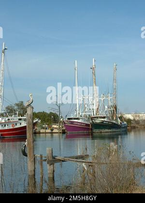 Alabama's Coastal Connection - Pelles à crevettes à Bayou la Berre. Bayou la Batre fournit un port sûr pour les bateaux de son industrie de la crevette ainsi que pour les oiseaux côtiers, comme le pélican qui repose sur un pilier en bois parmi les bateaux. Emplacement : Alabama (30,404° N 88,253° O) Banque D'Images