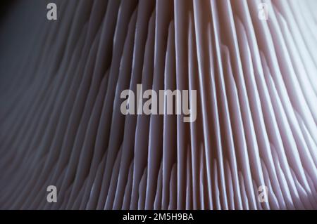 Motif abstrait texture champignon pour le design et la décoration. Gros plan sur les champignons comestibles. Motif macro de champignon d'huître. Banque D'Images