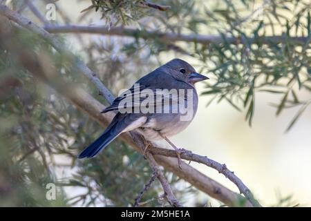 Moufle bleu de Tenerife (Fringilla teydea) - oiseau femelle à Las Lajas, Tenerife, Îles Canaries, Espagne. Décembre 2022 Banque D'Images