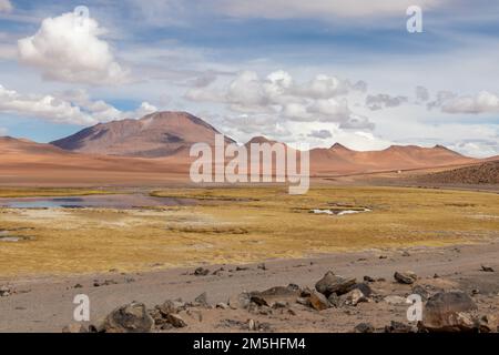 Zone humide de la rivière Quepiaco au milieu du désert d'Atacama à la frontière du Chili avec la Bolivie Banque D'Images