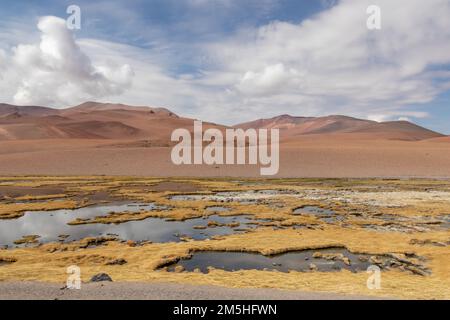 Zone humide de la rivière Quepiaco au milieu du désert d'Atacama à la frontière du Chili avec la Bolivie Banque D'Images