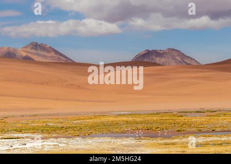 Flamants roses dans la zone humide de la rivière Quepiaco au milieu du désert d'Atacama à la frontière du Chili avec la Bolivie Banque D'Images