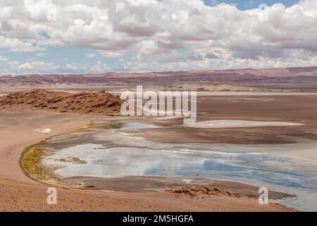 Zone humide de la rivière Quepiaco au milieu du désert d'Atacama à la frontière du Chili avec la Bolivie Banque D'Images