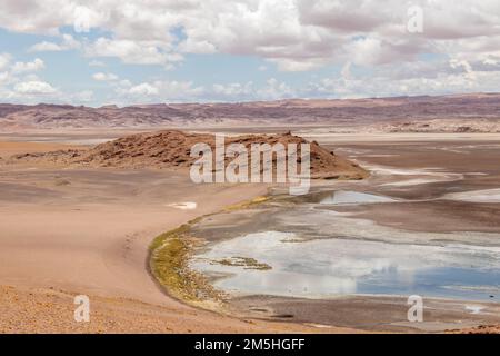 Zone humide de la rivière Quepiaco au milieu du désert d'Atacama à la frontière du Chili avec la Bolivie Banque D'Images