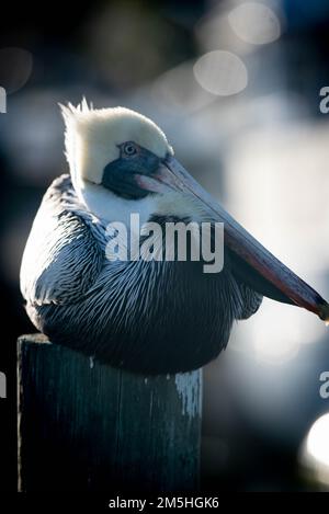 Pélican brun en Floride Banque D'Images