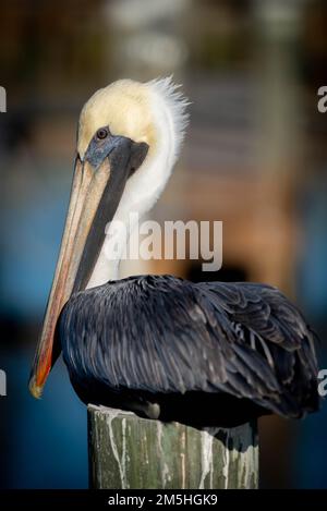 Pélican brun en Floride Banque D'Images
