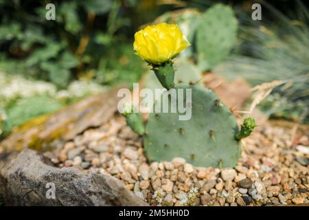 Blossom Opuntia engelmannii avec fleur jaune. Cactus fleuris dans le jardin Banque D'Images