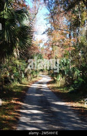 Route pittoresque de l'ours noir de Floride - River Road dans la forêt d'État de Lake George. La route étroite de la rivière, dans la forêt d'État du lac George, serpente à travers une forêt de palmiers à chou et de bois durs sur son chemin vers l'aire de loisirs Bluffton sur la rue Johns River. Lieu: Lake George State Forest, Floride (29,166° N 81,463° O) Banque D'Images