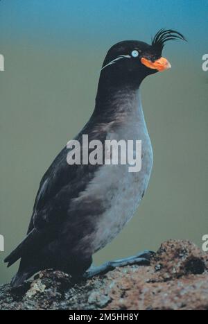 Route maritime de l'Alaska - Crested Auklet. Vous ne pouvez pas compléter votre liste de vie d'observation des oiseaux tant que vous n'avez pas visité les îles Aléoutiennes et vu un auklet Crested. Trouvé seulement le long de cette route de la Marine Highway c'est typiquement le dernier oiseau sur une liste de ornithologues. Le US Fish and Wildlife Service estime que plus de 40 millions d'oiseaux, dont 250 espèces, vivent dans la réserve naturelle nationale maritime de l'Alaska. Beaucoup de ces oiseaux ne peuvent être trouvés que dans cette région. Lieu: Alaska Maritime National Wildlife refuge, Alaska Banque D'Images