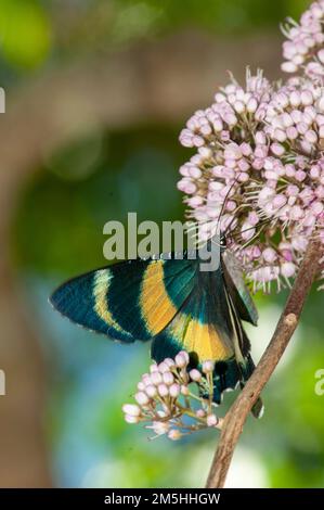 Moth en vol d'une journée, métarus d'Alcides, sur Evodia Blossom. Banque D'Images