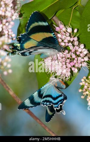 Moth en vol d'une journée, métarus d'Alcides, sur Evodia Blossom. Banque D'Images