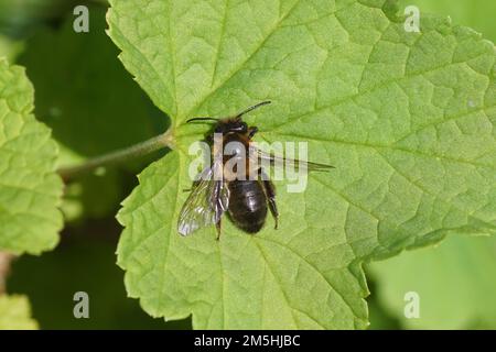 Abeille d'extraction de chocolat ou abeille d'aubépine (Andrena scotica) sur une feuille. Famille des abeilles minières (Andrenidae). Printemps, jardin hollandais. Mai, pays-Bas Banque D'Images