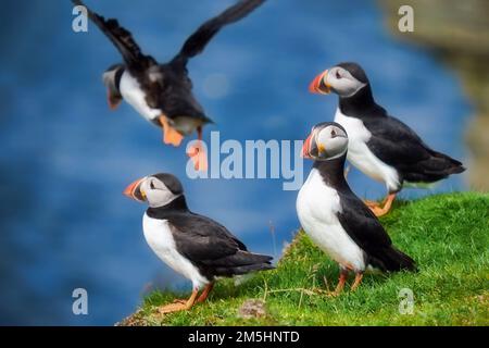 Des macareux sur l'île de stroma avec un vol Banque D'Images