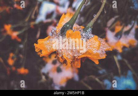 Fleurs couvertes de neige en gros plan. Fleurs jaune-orange brillant Chernobrivtsy et herbe couverte de glace et de neige par une journée d'hiver. Hiver, hiver, froid, glace, glace, gelé. Arrière-plan naturel Banque D'Images