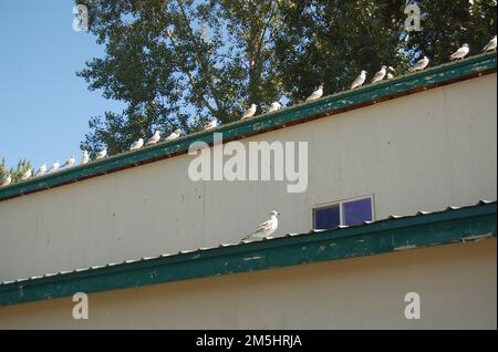 Chemin pittoresque de l'héritage volcanique - mouettes sur le toit du centre d'accueil. Une ligne de mouettes perches sur le toit du centre d'information dans le parc commémoratif des vétérans, à Klamath Falls, près du lac Ewauna. Emplacement : Klamath Falls, Oregon (42,220° N 121,788° O) Banque D'Images