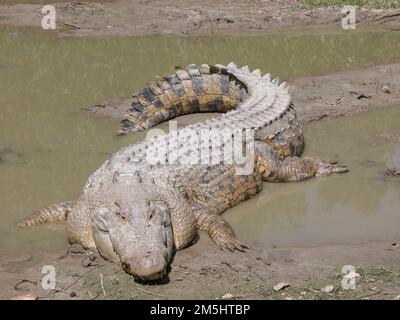 A1A route côtière pittoresque et historique - Maximo. Ce crocodile d'eau de mer d'Australie mesure plus de 15 mètres de long et pèse plus de 1200 livres ! Emplacement : Floride (29,680° N 81,236° O) Banque D'Images