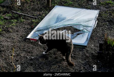 STEPNE, UKRAINE - 29 DÉCEMBRE 2022 - Un chat est photographié après une attaque russe de missile S-300 sur le village de Stepne, région de Zaporizhzhia, dans le sud-est d'Ukra Banque D'Images