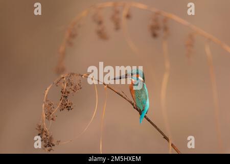 Kingfisher commun (Alcedo atthis), Kingfisher eurasien AKA ou Kingfisher fluvial. Cet oiseau coloré se trouve dans toute l'Eurasie et le nord de l'Afrique. JE Banque D'Images