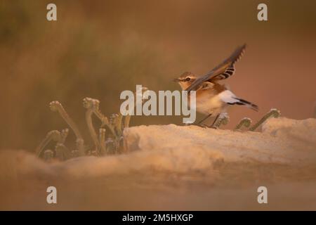 Whinchat (Saxicola rubetra) petit oiseau migrateur qui se reproduit en Europe et en Asie occidentale et qui hiverne en Afrique. Photographié à Ein Afek Na Banque D'Images