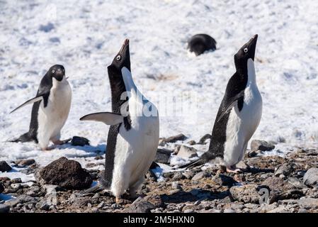 Antarctique, mer de Weddell, île Paulet. Adelie pingouins faisant l'exposition de la cour dans la colonie de nidification. Banque D'Images