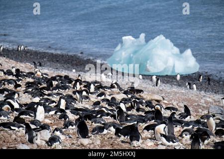 Antarctique, mer de Weddell, île Paulet. Les pingouins d'Adelie nichent le long du rivage rocheux. Banque D'Images